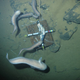 Illustration for article titled Our first glimpse of ocean life at the bottom of an unexplored trench